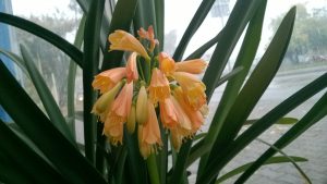 wp_20161027_09_29_58_pro_li