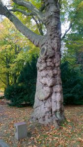 wp_20161030_11_13_25_pro_li