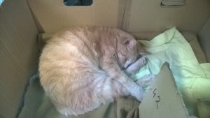 wp_20161104_10_58_02_pro_li