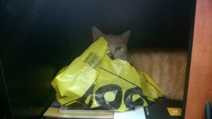 wp_20161206_10_33_53_pro