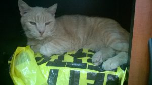 wp_20161206_13_01_00_pro